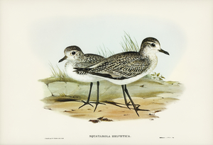 Grey Plover Squatarola Helvetica illustrated by Elizabeth Gould 1804–1841 for John Gould’s 1804-1881 Birds of Australia 