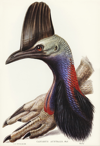 Australian Cassowary Casuarius australisillustrated by Elizabeth Gould 1804–1841 for John Gould’s 1804-1881 Birds of Australia 
