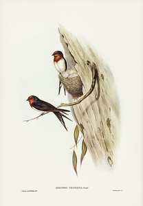 Welcome Swallow Hirundo neoxena illustrated by Elizabeth Gould 1804–1841 for John Gould’s 1804-1881 Birds of Australia 