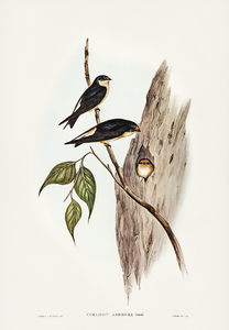 Tree Martin Collocalia arborea illustrated by Elizabeth Gould 1804–1841 for John Gould’s 1804-1881 Birds of Australia 