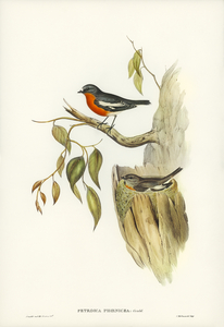 Flame-breasted Robin Petroica phoenicea illustrated by Elizabeth Gould 1804–1841 for John Gould’s 1804-1881 Birds of Australia 