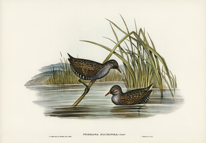 Spotted Water Crake Porzana fluminea illustrated by Elizabeth Gould 1804–1841 for John Gould’s 1804-1881 Birds of Australia 