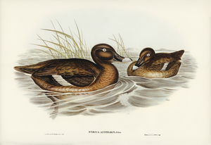 White-eyed Duck Nyroca Australis illustrated by Elizabeth Gould 1804–1841 for John Gould’s 1804-1881 Birds of Australia 