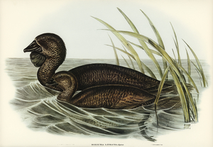 Musk Duck Biziura lobata illustrated by Elizabeth Gould 1804–1841 for John Gould’s 1804-1881 Birds of Australia 