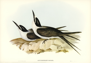 Panayan Tern Onychoprion Panaya illustrated by Elizabeth Gould 1804–1841 for John Gould’s 1804-1881 Birds of Australia 