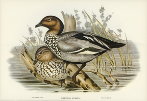 Maned Goose Bernicla jubata illustrated by Elizabeth Gould 1804–1841 for John Gould’s 1804-1881 Birds of Australia 