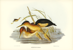 Minute Bittern Ardetta pusilla illustrated by Elizabeth Gould 1804–1841 for John Gould’s 1804-1881 Birds of Australia 