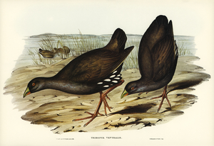 Black-tailed Tribonyx Tribonyx ventralis illustrated by Elizabeth Gould 1804–1841 for John Gould’s 1804-1881 Birds of Australia 