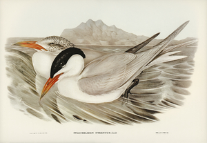 Powerful Tern Sylochelidon strenuus illustrated by Elizabeth Gould 1804–1841 for John Gould’s 1804-1881 Birds of Australia 