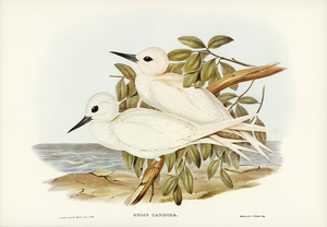 White Tern Gygis candida illustrated by Elizabeth Gould 1804–1841 for John Gould’s 1804-1881 Birds of Australia 