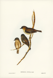 Dusky Robin Petroica fusca illustrated by Elizabeth Gould 1804–1841 for John Gould’s 1804-1881 Birds of Australia 