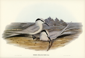 Black-naped Tern Sterna melanauchen illustrated by Elizabeth Gould 1804–1841 for John Gould’s 1804-1881 Birds of Australia 