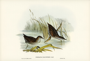 Water Crake Porzana palustris illustrated by Elizabeth Gould 1804–1841 for John Gould’s 1804-1881 Birds of Australia 