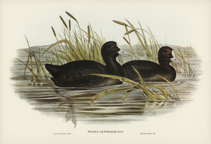 Australian Coot Fulica Australis illustrated by Elizabeth Gould 1804–1841 for John Gould’s 1804-1881 Birds of Australia 