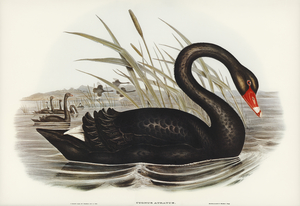 Black Swan Cygnus atratus illustrated by Elizabeth Gould 1804–1841 for John Gould’s 1804-1881 Birds of Australia 