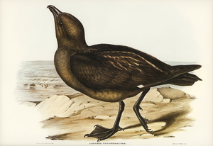 Skua Gull Lestris Catarractes illustrated by Elizabeth Gould 1804–1841 for John Gould’s 1804-1881 Birds of Australia 