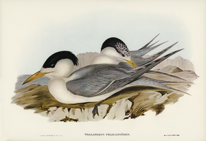 Torres Straits Tern Thalasseus Pelecanoides illustrated by Elizabeth Gould 1804–1841 for John Gould’s 1804-1881 Birds of Australia 