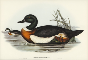Chesnut-Coloured Shieldrake Casarca Tadornoides illustrated by Elizabeth Gould 1804–1841 for John Gould’s 1804-1881 Birds of Australia 