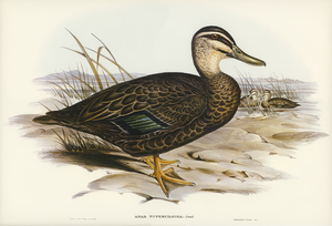 Australian Wild Duck Anus superciliosa illustrated by Elizabeth Gould 1804–1841 for John Gould’s 1804-1881 Birds of Australia 