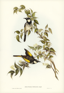 White-cheeked Honey-eater Meliphaga sericea illustrated by Elizabeth Gould 1804–1841 for John Gould’s 1804-1881 Birds of Australia 