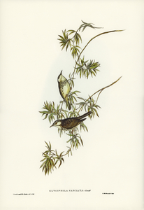 Fasciated Honey-eater Glyciphila fasciata illustrated by Elizabeth Gould 1804–1841 for John Gould’s 1804-1881 Birds of Australia 