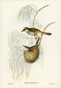 Singing Honey-eater Ptilotis sonorus illustrated by Elizabeth Gould 1804–1841 for John Gould’s 1804-1881 Birds of Australia 