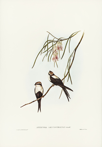 White-breasted Swallow Atticora leucosternon illustrated by Elizabeth Gould 1804–1841 for John Gould’s 1804-1881 Birds of Australia 