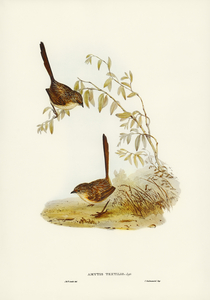 Textile Wren mytis textilis illustrated by Elizabeth Gould 1804–1841 for John Gould’s 1804-1881 Birds of Australia 