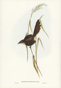 Bristle Bird Dasyornis Australis illustrated by Elizabeth Gould 1804–1841 for John Gould’s 1804-1881 Birds of Australia 