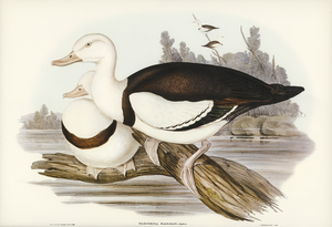 Radjah Shieldrake Tadorna Radjah illustrated by Elizabeth Gould 1804–1841 for John Gould’s 1804-1881 Birds of Australia 