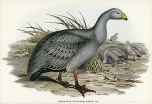 Cereopsis Goose Cereopsis Novae-Hollandiae illustrated by Elizabeth Gould 1804–1841 for John Gould’s 1804-1881 Birds of Australia 