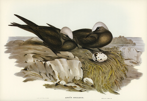 Bristle Bird Dasyornis Australis illustrated by Elizabeth Gould 1804–1841 for John Gould’s 1804-1881 Birds of Australia 