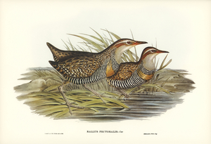 Pectoral Rail Rallus pectoralis illustrated by Elizabeth Gould 1804–1841 for John Gould’s 1804-1881 Birds of Australia 