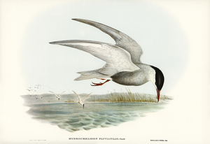 Marsh Tern Hydrochelidon fluviatilis illustrated by Elizabeth Gould 1804–1841 for John Gould’s 1804-1881 Birds of Australia 