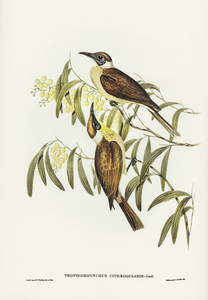 Yellow-throated Friar Bird Tropidorhynchus citreogularis illustrated by Elizabeth Gould 1804–1841 for John Gould’s 1804-1881 Birds of Australia 