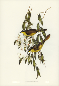 Wattle-cheeked Honey-eater Ptilotis cratitius illustrated by Elizabeth Gould 1804–1841 for John Gould’s 1804-1881 Birds of Australia 