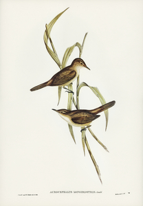 Long-billed Reed Warbler Acrocephalus longirostris illustrated by Elizabeth Gould 1804–1841 for John Gould’s 1804-1881 Birds of Australia 
