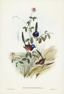 Beautiful Wren Malurus pulcherrimus illustrated by Elizabeth Gould 1804–1841 for John Gould’s 1804-1881 Birds of Australia 