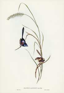 Lambert’s Wren Malurus Lamberti and Vig&Horsf illustrated by Elizabeth Gould 1804–1841 for John Gould’s 1804-1881 Birds of Australia 