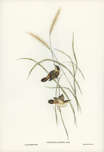 Square-tailed Warbler Cysticola isura illustrated by Elizabeth Gould 1804–1841 for John Gould’s 1804-1881 Birds of Australia 