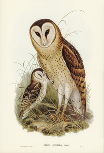Grass-Owl Strix candida illustrated by Elizabeth Gould 1804–1841 for John Gould’s 1804-1881 Birds of Australia 