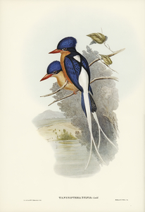 White-tailed Tanysiptera Tanysiptera Sylvia illustrated by Elizabeth Gould 1804–1841 for John Gould’s 1804-1881 Birds of Australia 