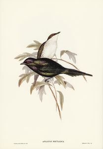 Shining starling Aplonis metallica illustrated by Elizabeth Gould 1804–1841 for John Gould’s 1804-1881 Birds of Australia 