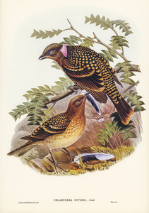Guttated Bower-bird Chlamydera guttata illustrated by Elizabeth Gould 1804–1841 for John Gould’s 1804-1881 Birds of Australia 