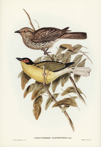 Yellow-bellied Sphecotheres Sphecotheres flaviventris illustrated by Elizabeth Gould 1804–1841 for John Gould’s 1804-1881 Birds of Australia 