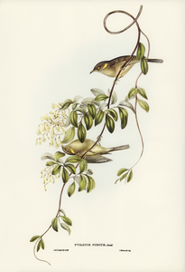 Fuscous Honey-eater Ptilotis fusca illustrated by Elizabeth Gould 1804–1841 for John Gould’s 1804-1881 Birds of Australia 