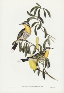 Spiny-cheeked Honey-eater Acanthogenys rufogularis illustrated by Elizabeth Gould 1804–1841 for John Gould’s 1804-1881 Birds of Australia 