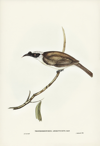 Silvery-crowned Friar Bird Tropidorhynchus argenticeps illustrated by Elizabeth Gould 1804–1841 for John Gould’s 1804-1881 Birds of Australia 
