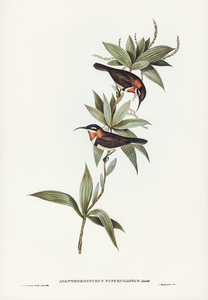 White-eyebrowed Spine-bill Acanthorhynchus superciliosus illustrated by Elizabeth Gould 1804–1841 for John Gould’s 1804-1881 Birds of Australia 