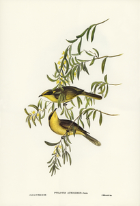 Yellow-tufted Honey-eater Ptilotis auricomis illustrated by Elizabeth Gould 1804–1841 for John Gould’s 1804-1881 Birds of Australia 